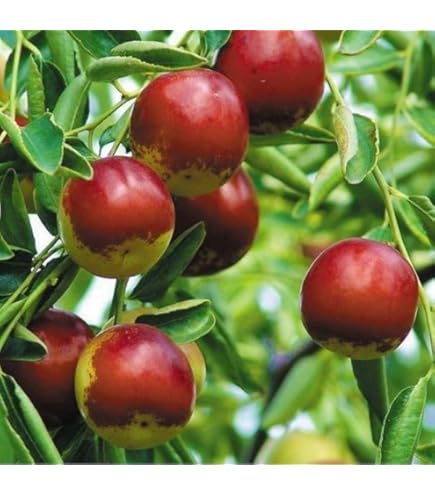 ナツメ苗木 赤い果実 夏収穫　1株 ナツメ苗木 赤い果実 夏収穫 1株